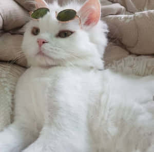 Æstetiske kattebilleder — Æstetisk kat Wallpapers