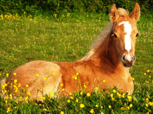 Søde Hest billeder — Sød hest Wallpapers