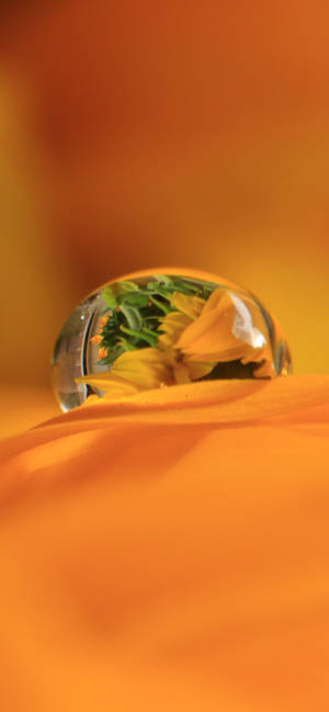 Dugdråbe på orange kronblad wallpaper — iPhone 15 Wallpapers