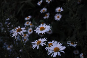 Dyster hvid marguerit baggrund. — Skumring Wallpapers
