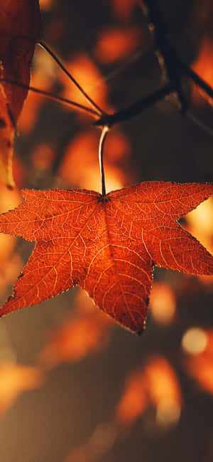 Efterårsbaggrund — Efterår Wallpapers