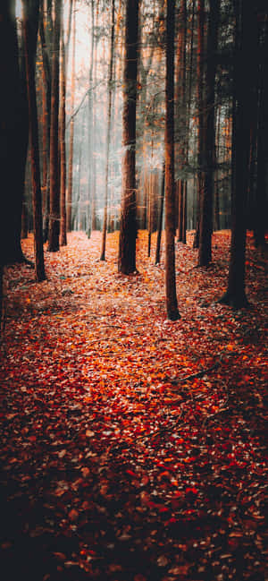 Efterårsbaggrund — Efterår Wallpapers