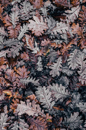 iPhone Baggrund — Honor Pad GT2 Pro Wallpapers