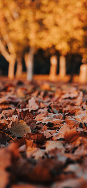 Thanksgiving iPhone Billede af Efterårsblade — iPhone 16 Pro Wallpapers