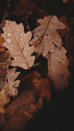 Æstetiske brune billeder — Efterår Wallpapers