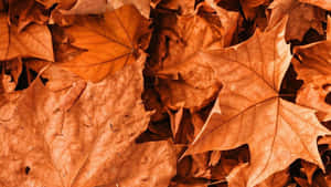 Æstetisk efterårsbaggrund — Æstetisk efterår Wallpapers