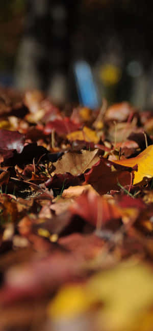 Efterårs iPhone baggrund — Lenovo Legion Y70 (2026) Wallpapers