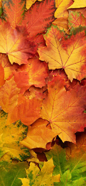 Iphone Xs Max Efterårsbaggrund — RedMagic Wallpapers