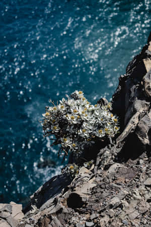 Elegante blå blomster på telefonskærm — Huawei MatePad 11.5 (2026) Wallpapers