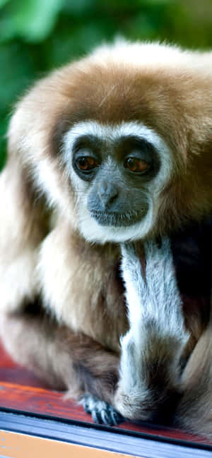 Iphone Xs Max Gibbon Baggrund — Oppo F31 Wallpapers