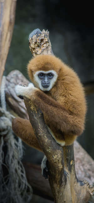 Iphone Xs Max Gibbon Baggrund — iPhone 15 Wallpapers