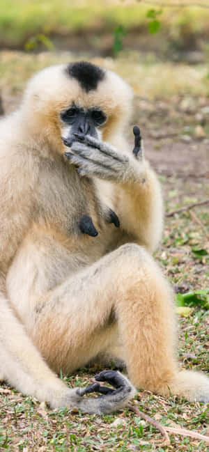 Iphone Xs Max Gibbon Baggrund — Galaxy A Wallpapers
