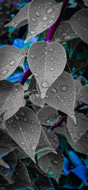 1284x2778 — OnePlus R Wallpapers
