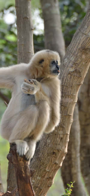 Iphone Xs Max Gibbon Baggrund — Galaxy A Wallpapers