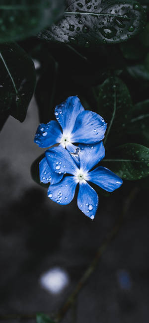 Plante Iphone — Galaxy A18 Wallpapers