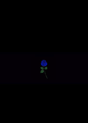 en blå rose på en sort baggrund — Mørk telefon Wallpapers