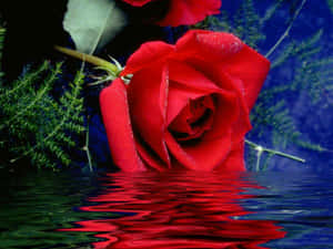Rose Baggrund — Rose Wallpapers