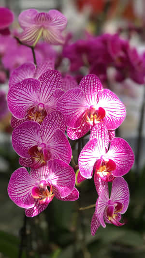 en buket orkideer i en potte — Blomst Wallpapers