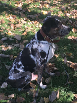 Catahoula Hundebilleder — iPad Pro 12.9 Wallpapers