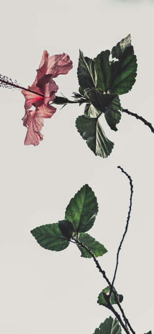 Pink Og Hvid Æstetik — iPhone 13 Pro Wallpapers