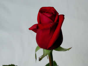 Roseblomst billeder — Rose Blomst Wallpapers