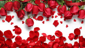Rosebaggrund — Rose Wallpapers
