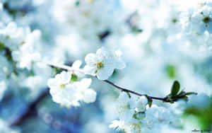 Smukke blomsterbilleder