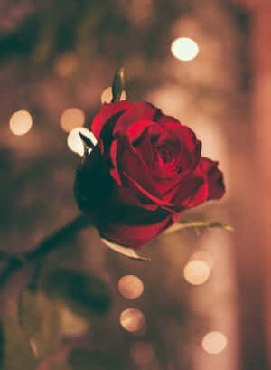 Rosebilleder — Realme Pad Wallpapers