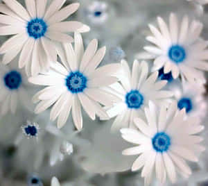 En fantastisk smuk blomst til at lyse din dag op.