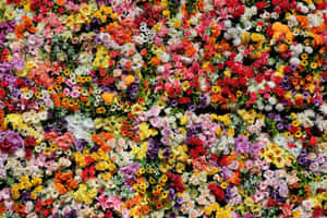Smukke blomsterbilleder