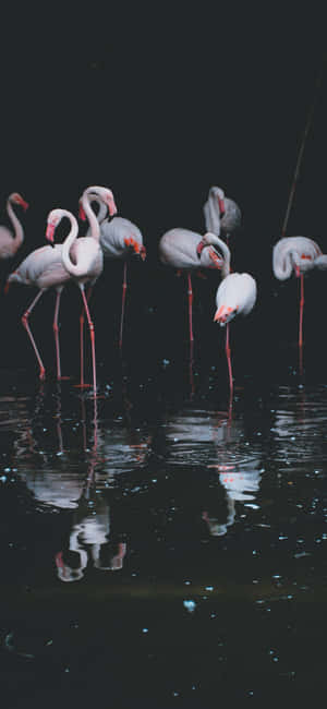 Fotografi Flamingo iPhone — Vivo X Wallpapers