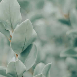 Salviegrøn æstetik billeder — Grøn æstetik Wallpapers