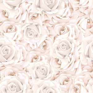 Hvid rose baggrund — iPad Pro 11 Wallpapers