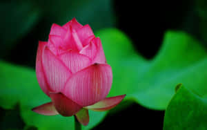 Lotusblomst billeder — Lotusblomst Wallpapers