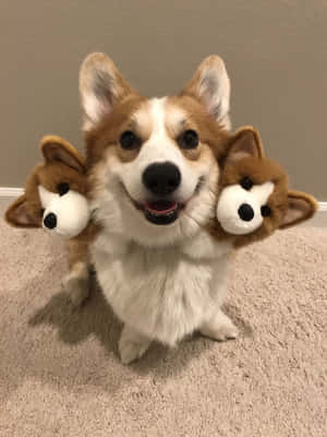 Corgi sjove billeder — iPad 9. generation Wallpapers