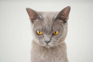 Grumpy Cat billeder — MacBook Pro M2 Wallpapers