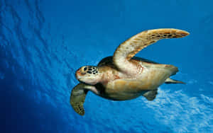 Skildpaddebaggrund — Cool skildpadde Wallpapers