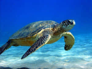 Skildpaddebaggrund — Cool skildpadde Wallpapers