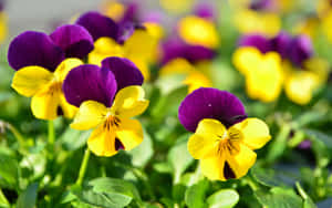 Smukke blomsterbilleder