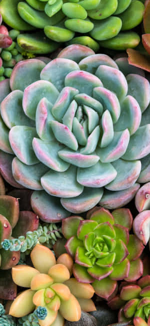 Planteæstetik Telefon — Redmi Note 15 Pro Wallpapers