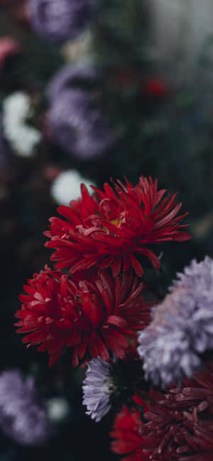 Iphone Flowers — iPhone 15 Pro Max Wallpapers