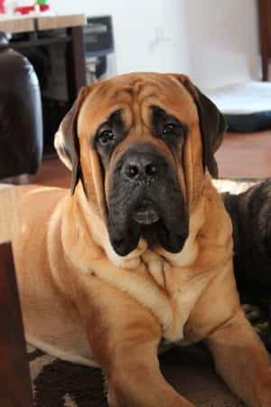 Engelsk mastiff billeder — Honor Pad GT2 Pro Wallpapers