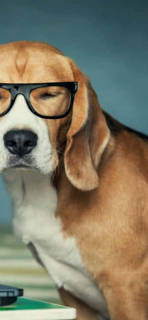 Beagle hundebilleder — Galaxy S25 Wallpapers