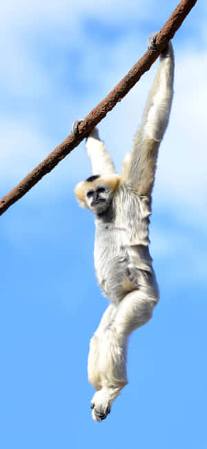 Iphone Xs Max Gibbon Baggrund — Oppo F33 Pro Wallpapers
