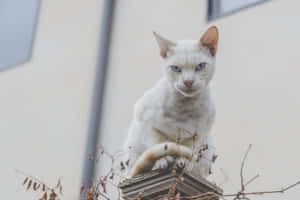 Grumpy Cat-billeder — MacBook Pro M4 Wallpapers
