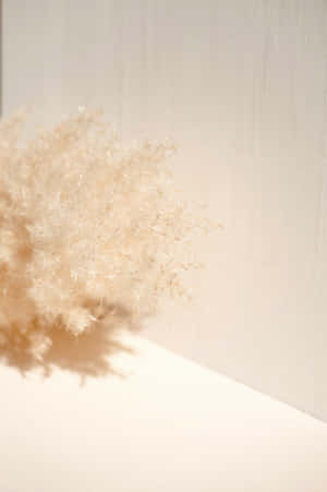 Beige æstetiske billeder — Blomster æstetik Wallpapers