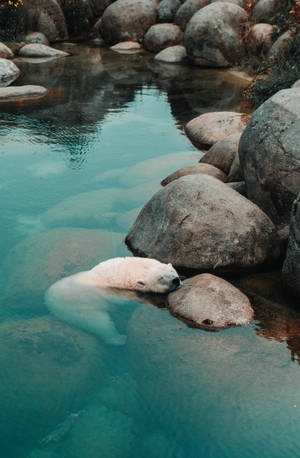 Isbjørn liggende på sten tapet — Honor MagicPad4 Wallpapers