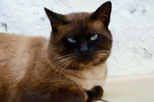 Grumpy Cat-billeder — MacBook Pro M3 Wallpapers