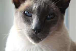 Grumpy Cat-billeder — MacBook Pro M4 Wallpapers