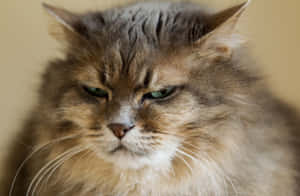 Grumpy Cat-billeder — MacBook Pro 16 Wallpapers